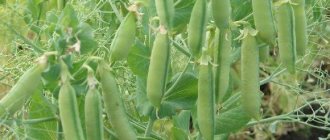 peas in the photo