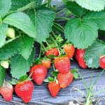 In the photo - Syrian strawberries grown in open ground using non-woven covering material