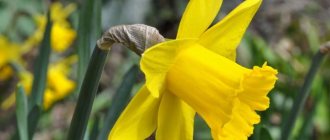 Do I need to dig up daffodil bulbs - step-by-step instructions for digging and thinning