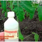 ammonia for cabbage