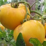 &#39;The unusual tomato &quot;Giraffe&quot; named so for its tallness&#39; width=&quot;800