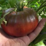'Необычный и эстетичный сорт томата "Черный барон