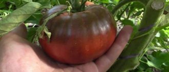 &#39;An unusual and aesthetic variety of tomato &quot;Black Baron&quot;