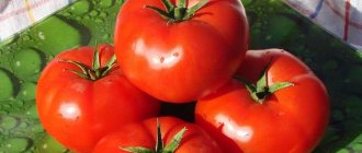 &#39;Unpretentious, universal to use, early ripening tomato &quot;Druzhok f1&quot;: reviews and secrets of growing&#39; width=&quot;800