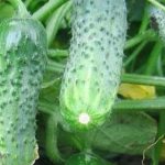 Unpretentious, productive and tasty cucumber