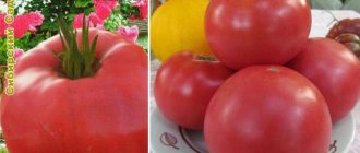 &#39;Unpretentious in care, but at the same time generous in yield, the &quot;Tea Rose&quot; tomato: agricultural technology and advice from experienced farmers&#39; width=&quot;600