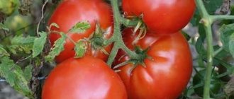 &#39;Not easy to care for, but incredibly productive variety of domestic selection - tomato &quot;Cosmonaut Volkov&quot;&#39; width=&quot;800