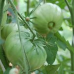 Several green tomatoes on a branch