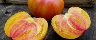 'Невероятно сладкий и удивительно красивый томат "Медовый салют"' width="800