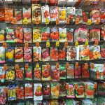 New varieties of tomatoes 2021
