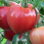 &#39;A new variety that has managed to win the hearts of summer residents - the Big Momma tomato