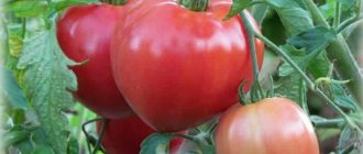 'Новый сорт, успевший покорить сердца дачников - томат "Большая мамочка