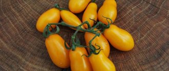 &#39;Adored by children and adults, a bright greenhouse hybrid with a fruity flavor - the Yellow Date tomato&#39; width=&quot;800