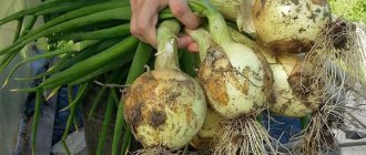 Processing onion sets before planting in the spring of 2019, how to properly process onions before planting, preparing the right soil