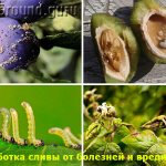 Treatment of plums from diseases and pests