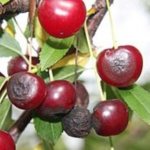 Обработка вишни осенью от болезней и вредителей - Вредители и болезни