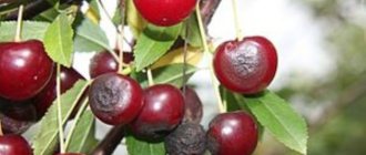 Treatment of cherries in the fall from diseases and pests - Pests and diseases