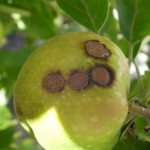 Treating apple trees for scab in the fall