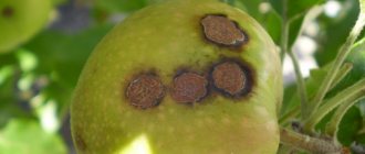 Treating apple trees for scab in the fall