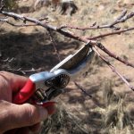 Apricot pruning in spring