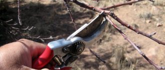 Apricot pruning in spring