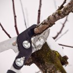 apricot pruning