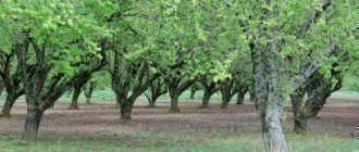 Hazelnut pruning