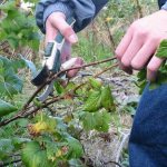 currant pruning