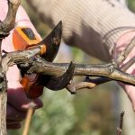 Pruning grapes in spring