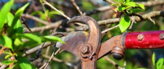 cherry pruning in spring