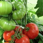 General characteristics of the tomato Angela Gigant