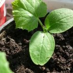 &#39;Review of the Satina cucumber hybrid, which even a beginner can handle growing&#39; width=&quot;800