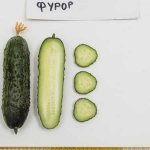 &#39;Review of Furor cucumbers: advantages and disadvantages, crop characteristics and growing tips&#39; width=&quot;800