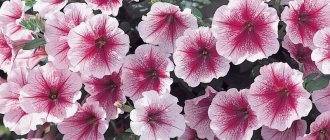 &#39;Review of popular varieties of petunia from the &quot;Opera&quot; series
