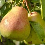 Обзор сорта груш Осенняя Яковлева: преимущества, недостатки, нюансы выращивания