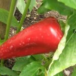 &#39;Review of thick-walled and high-yielding pepper &quot;Tusk&quot;: what kind of variety is it and how to grow it on your site&#39; width=&quot;800