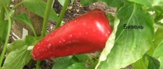 &#39;Review of thick-walled and high-yielding pepper &quot;Tusk&quot;: what kind of variety is it and how to grow it on your site&#39; width=&quot;800