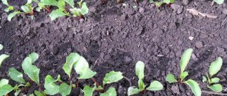 Fertilizers play a very important role in growing Pablo beets.