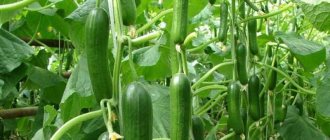 &#39;Very tasty and productive Stella cucumbers: let&#39;s get acquainted with the variety and try to grow it ourselves&#39; width=&quot;800