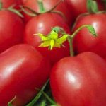 &#39;One of the oldest varieties of vegetable breeding is the Gloria tomato: a time-tested variety&#39; width=&quot;800