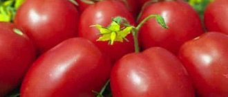 'Один из самых старинных сортов овощной селекции - томат "Глория": сорт, проверенный временем' width="800