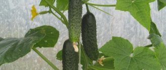 Lenara cucumber introduction