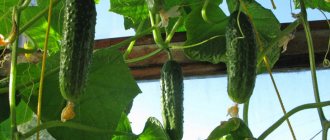 Cucumbers on the balcony