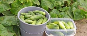 Anzor cucumber introduction