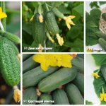 cucumbers Agroholding Search