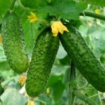 Ajax cucumbers description and characteristics of the variety, cultivation with photos