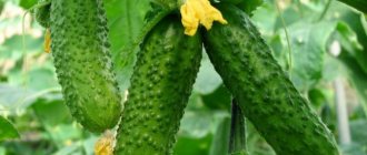 Ajax cucumbers description and characteristics of the variety, cultivation with photos