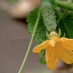 Cucumbers for the Urals must be self-pollinating (parthenocarpic)
