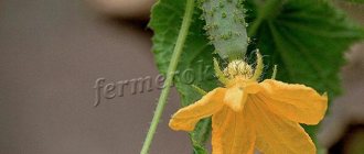 Cucumbers for the Urals must be self-pollinating (parthenocarpic)