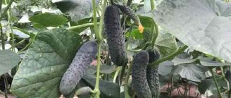 Cucumbers Lyutoyar f1